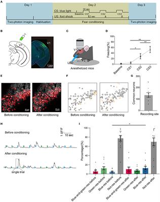 Emerging V1 neuronal ensembles with enhanced connectivity after associative learning